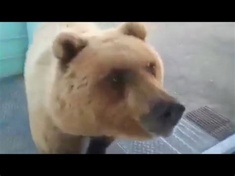 Медведь пришёл на базу. Медведи в России - YouTube