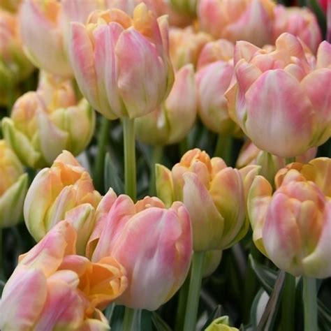 Tulip Upstar