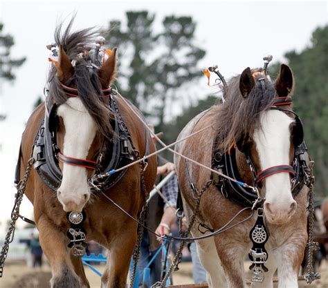 images farming rein bridle horses draft sonyalpha
