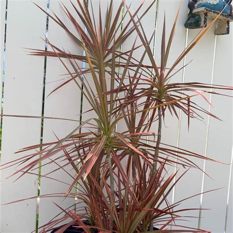 Propagating Dracaena marginata 'Bicolor': The Ultimate Guide