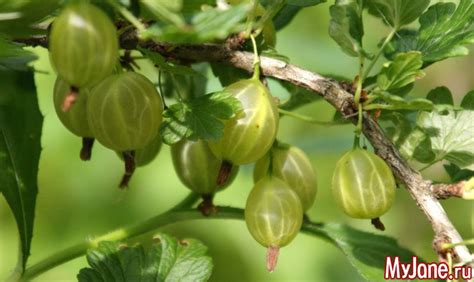 Сочный крыжовник: состав и польза - крыжовник, ягоды, полезные продукты ...