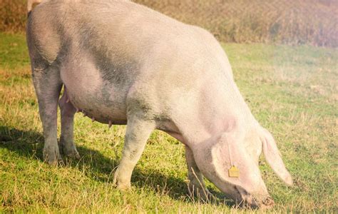 african swine fever Archives - Western Cape Department of Agriculture