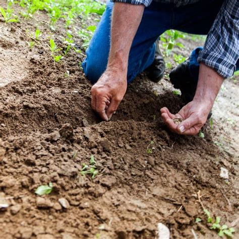 hacer antes de sembrar una semilla