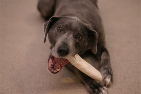 Is Rawhide Bones Bad For Dogs? [How It's Made & The Dangers]