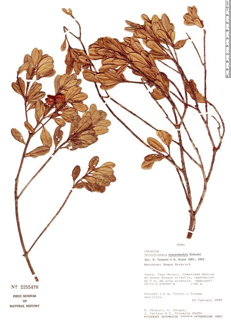 Ternstroemia steyermarkii | Rapid Reference | The Field Museum