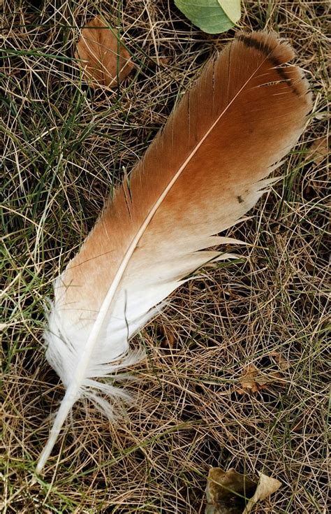 Red Tailed Hawk Feather | Red tail hawk feathers, Hawk feathers, Red tailed hawk