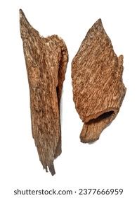 gaharu tree agarwood aquilaria malaccensis gaharu stock photo