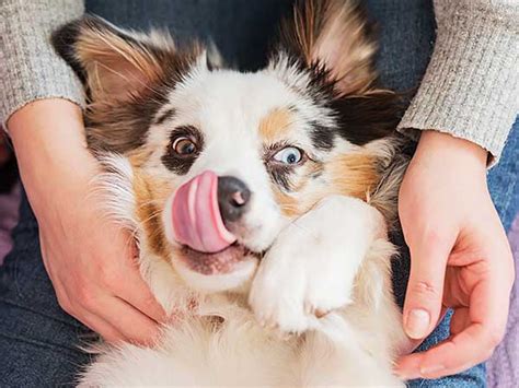 how to get a dog to stop licking me