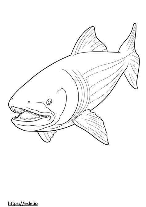 Megamouth Shark coloring pages - free printable