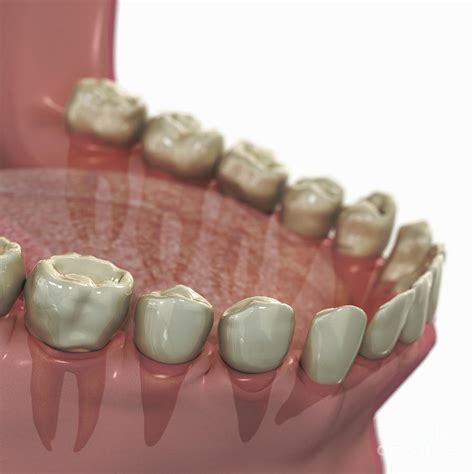 Lower Teeth Photograph by Science Picture Co - Pixels