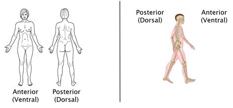 Anatomical Terminology – Anatomy 622 Coursebook