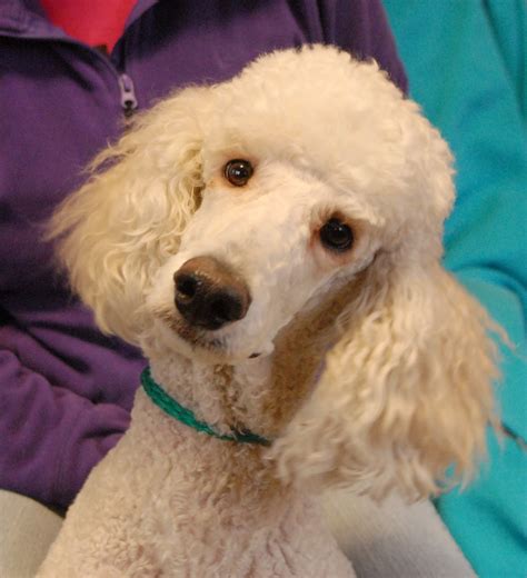 Poodle Rescue Michigan - Piwik Thecable