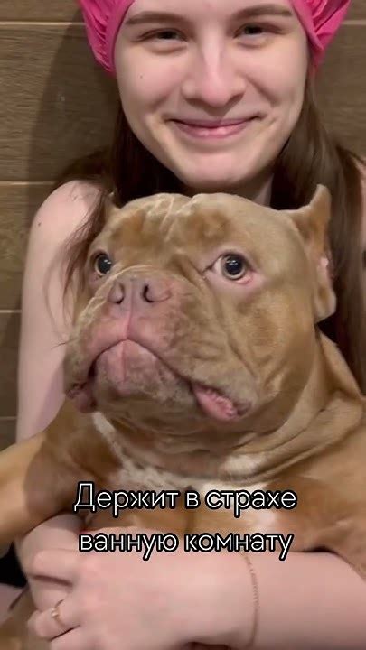 Немного о Персике 🍑 #американскийбулли #americanbully #буллипокет # ...
