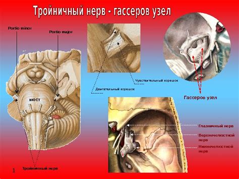 Глазничный нерв Верхнечелюстной нерв Нижнечелюстной нерв. Гассеров узел