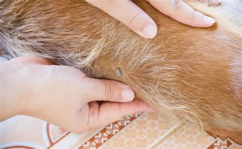 how to treat a flea allergy in dogs