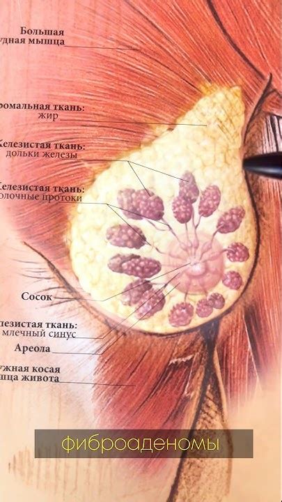 Что такое женская грудь? Из чего состоит грудь? Откуда берутся ...