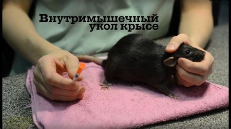 Внутримышечный укол крысе - YouTube