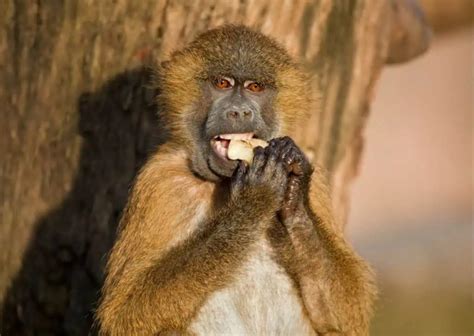 Baboon Behavior - AnimalBehaviorCorner