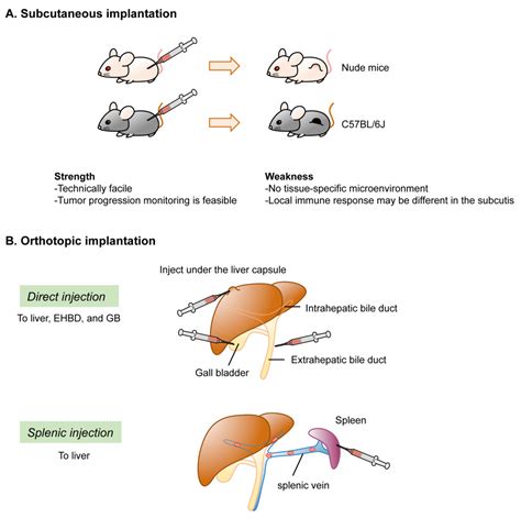 Cancers | Free Full-Text | Recent Advances in Implantation-Based