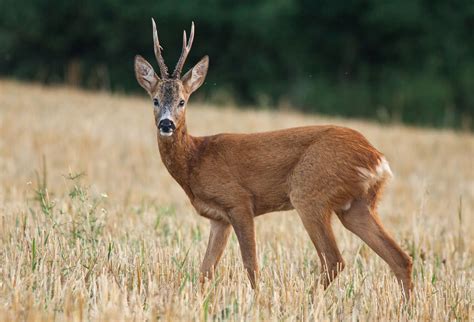 Roe deer | Habitat, Diet & Adaptations | Britannica