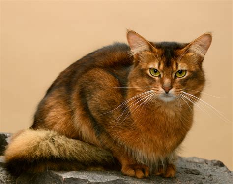 Cats With Ear Tufts & Cat Ear Furnishings