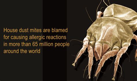 How tiny dust mites travel the world - Futurity | House dust mite, Dust ...