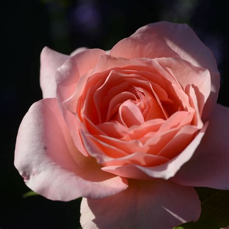 Lovely Lady | Rose, rosa, 60 cm x 60 cm (Patrick Dickson, 1986) | Rosa ...