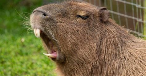 10 Incredible Capybara Facts - W3schools - W3schools