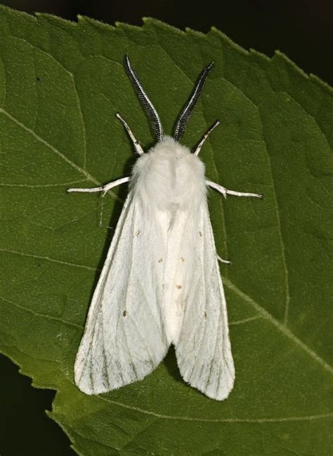 The Poodle Moth - Amazing! | Poodle moth, Moth, Poodle