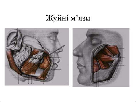 Вчення про м'язи - презентация онлайн