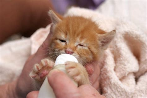 Bottle feeding kitten stock photo. Image of ginger, vulnerable - 16511058