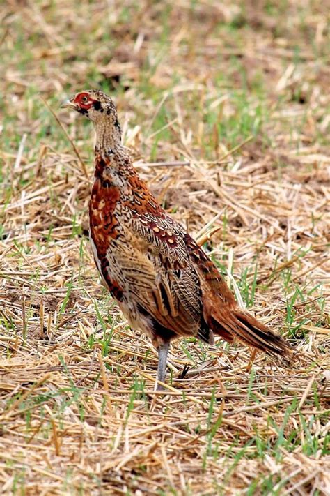 Hunting Pheasant Late into the Season - The Homestead Survival