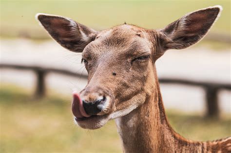 Wildlife Park on Behance
