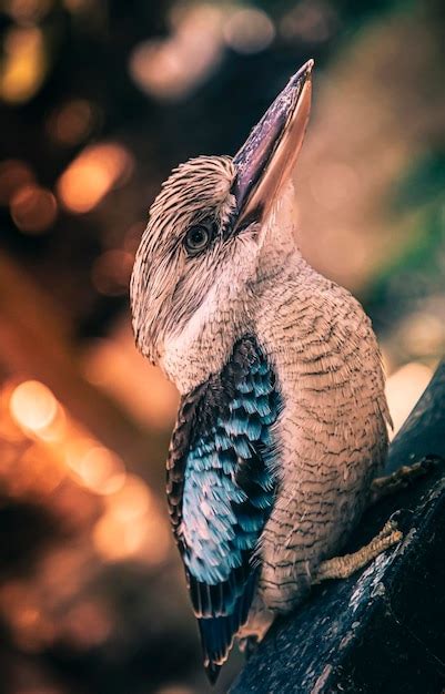 Premium Photo | Close-up of a kookaburra in the wild