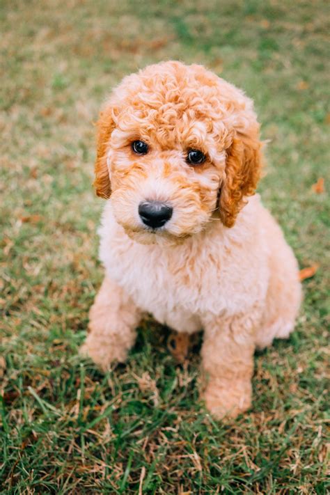 Goldendoodles: Shedding Facts and Grooming Tips