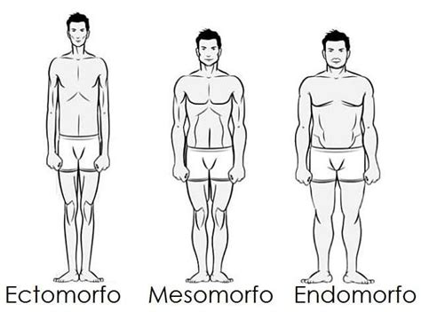 Cómo ganar masa muscular si soy endomorfo