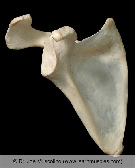 Scapula - Learn Muscles