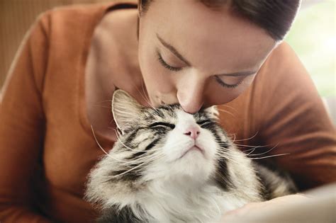 Survey Shows Cat Owners with Sensitivities Go to Lengths to Manage ...