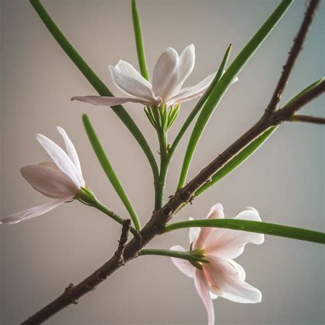 Organizational Culture Shaping → Area