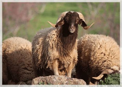 Photo 2. Race ovine Timahdite (Béliers) | Download Scientific Diagram