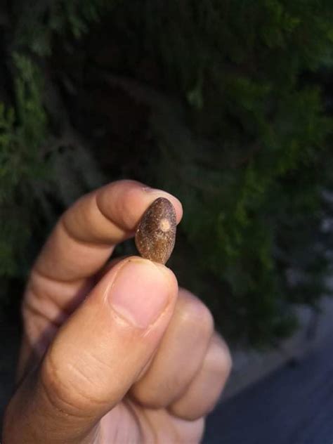 Carinodens - Fossil ID - The Fossil Forum