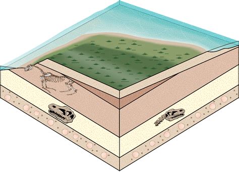 Fossils Sediment Layers at Lenore Schwartz blog