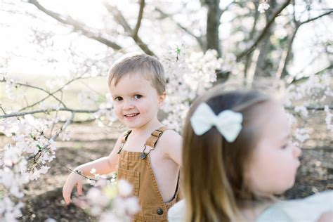 Cherry Blossoms - Nikki Savage Photography