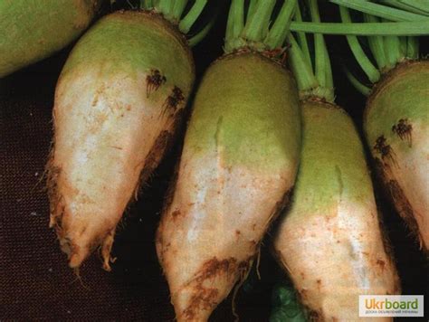 Продам кормовой буряк, купить кормовой буряк, Макеевка — Ukrboard