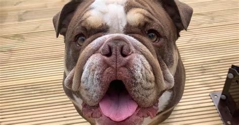 Family's fury as bulldog dies 'after being left in conservatory in ...
