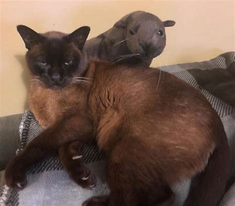 kittens and funny pictures #kittens #funny | Burmese cat, Kittens, Cats