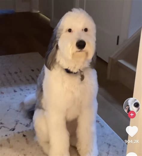 this dog kinda looks like ian : r/h3h3productions