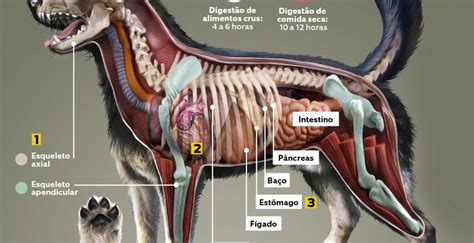 Onde Fica A Bexiga Do Cachorro - Veja curiosidades sobre o corpo do cachorro: saiba sobre a anatomia