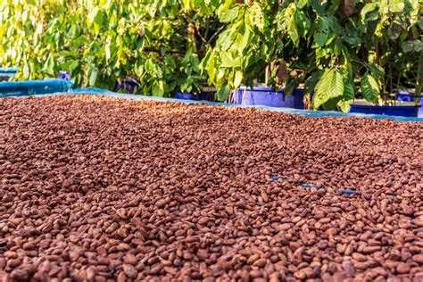 Organic cocoa beans sun drying on the farm 6240212 Stock Photo at Vecteezy