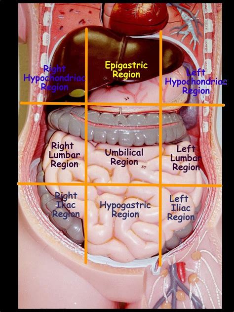 abdominopelvic regions and quadrants | Anatomía, Anatomía médica, Anatomia y fisiologia humana